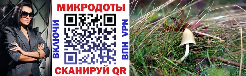 купить наркотики цена  Пестово  Псилоцибиновые грибы прущие грибы 